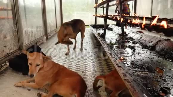 斯里兰卡佛教或印度教寺庙地板上躺着狗的4k视频视频的预览图