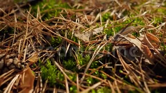 在森林里地上躺着的绿色苔藓落叶和杉树针的大娃娃录像视频的预览图