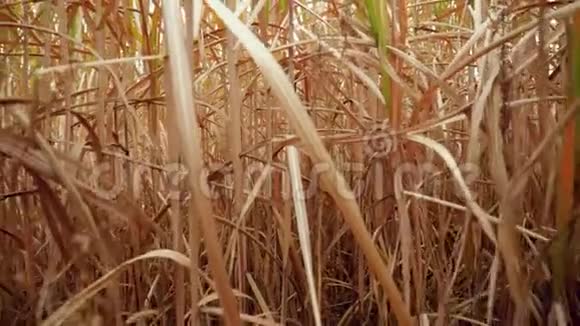 4k摄像机在高草和干玉米茎间缓慢移动的视频视频的预览图