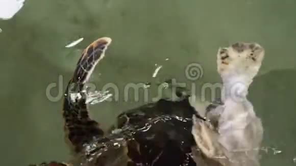 海龟野生动物救助中心变异后弯曲龟脊和龟壳4k视频视频的预览图