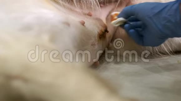 犬伤后手术切口护理视频的预览图