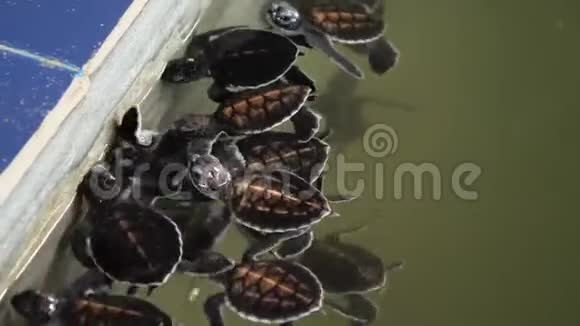 斯里兰卡海龟农场游泳池中新生海龟游泳的特写4k视频视频的预览图