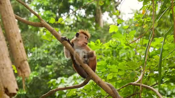 丛林热带雨林中野生猴子爬树吃水果的4k视频视频的预览图