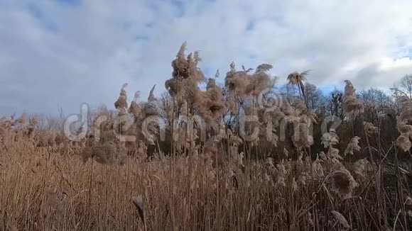 干燥的芦苇在蓝天上摇曳视频的预览图