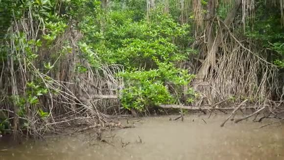 4k视频雨中乘船在红树林的河边航行视频的预览图