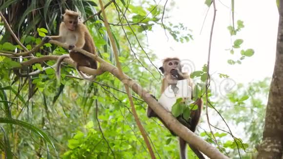 在丛林森林里她从游客那里偷了4K野生猴子吃人类食物的视频视频的预览图