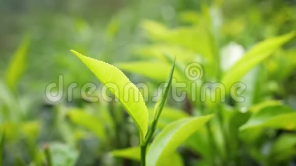 斯里兰卡茶园顶级茶叶的宏观视频视频的预览图