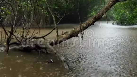 暴雨期间在丛林森林小河中生长的4k片湿润红树林视频的预览图