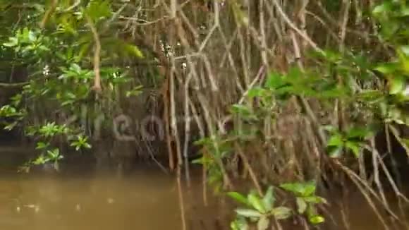红树林热带季节性降雨4k镜头生长在丛林狭窄河流中视频的预览图