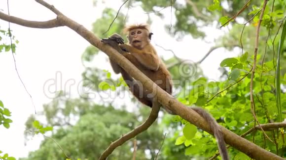 热带雨林中可爱的野生猴子坐在树枝上的4k视频视频的预览图