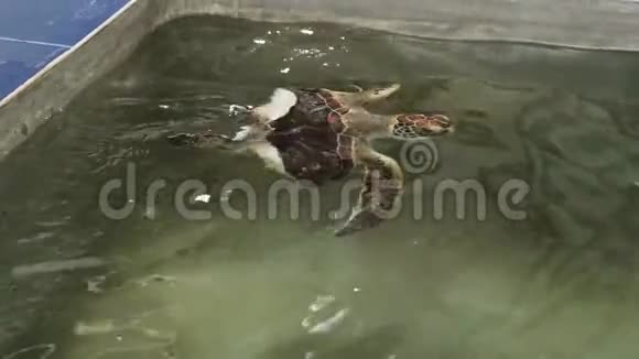 在野生动物救护中心游泳池游泳后受伤龟壳受损4k视频视频的预览图