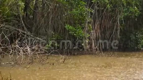 河流红树林季节性热带雨4k视频视频的预览图