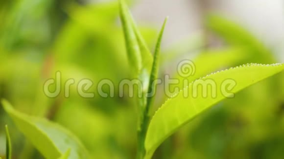 茶树上生长的新鲜绿茶叶子特写4k视频视频的预览图