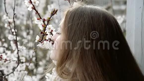 年轻的女人从窗户里嗅着盛开的杏子特写视频的预览图
