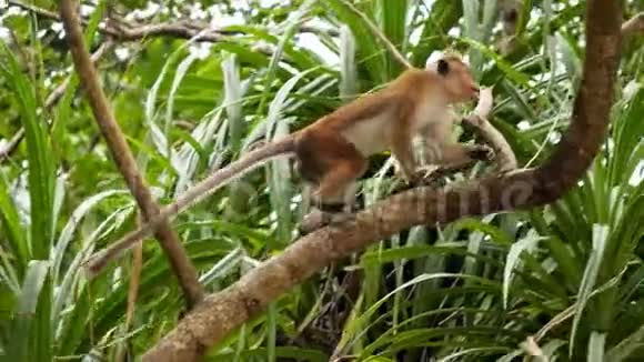热带丛林森林野生猴子爬树4k视频视频的预览图