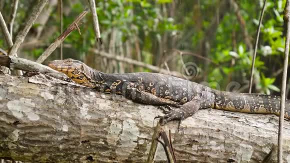 4k特写镜头varan蜥蜴在热带丛林森林边下雨边放松并坐在树上视频的预览图