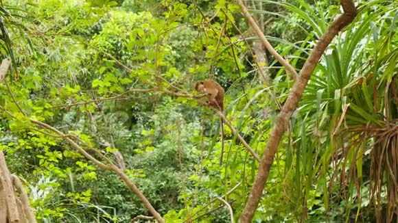 野猴坐在丛林森林树枝上的4k多利视频视频的预览图