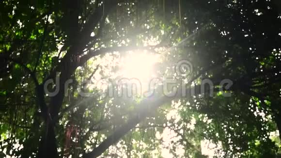 天然热带园林棕榈树新鲜植物质地的绿叶视频的预览图