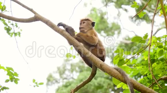 野猴坐在丛林森林的树枝上吃水果的4k镜头视频的预览图
