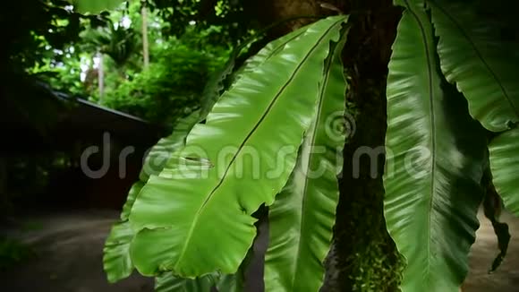 天然热带园林棕榈树新鲜植物质地的绿叶视频的预览图