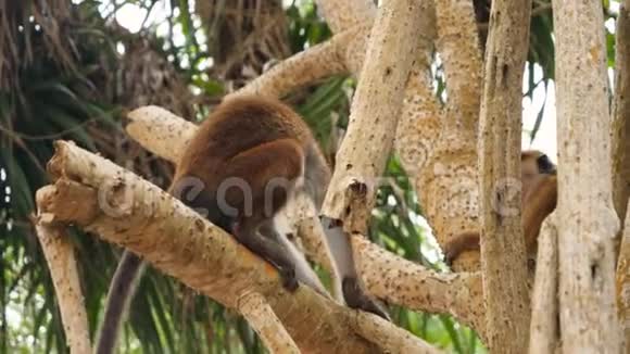 猴子一家坐在树枝上爬树的4k视频视频的预览图