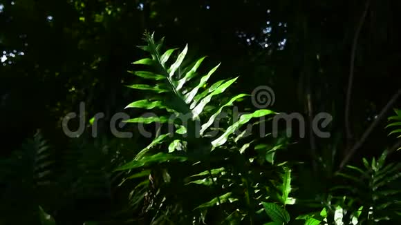 天然热带园林棕榈树新鲜植物质地的绿叶视频的预览图