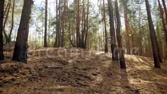阳光明媚的秋日4K摄像机在山上和森林中的高树之间移动视频的预览图