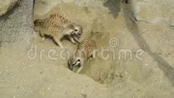 一群鼬鼠在沙子里挖在周围玩耍视频的预览图