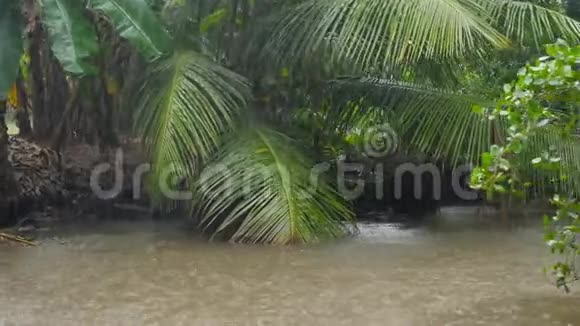热带丛林中满是红树林下雨的录像视频的预览图