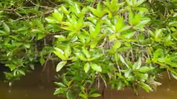 4k片丛林雨林狭窄河流中生长的红树林视频的预览图