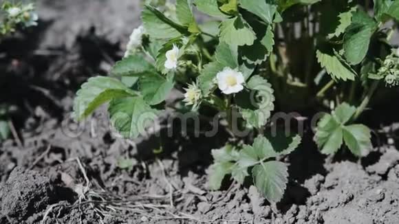 在农场园艺和农业中种植盛开的草莓植物的花视频的预览图