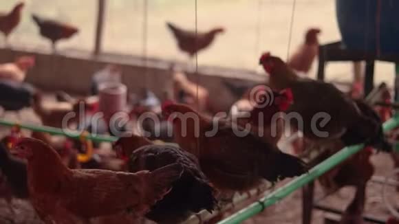 家禽养鸡场活动视频的预览图