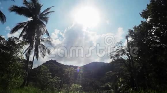 丛林中热带森林的景色泰国视频的预览图