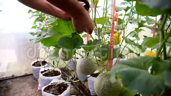 新鲜瓜用便携式地秤视频的预览图