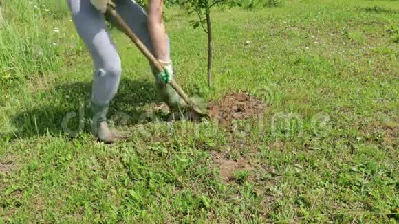 春天女园丁用铁锹在一棵小树上挖土她戴着手套和橡胶靴视频的预览图