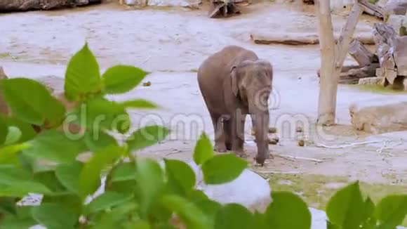 大象的头视频的预览图