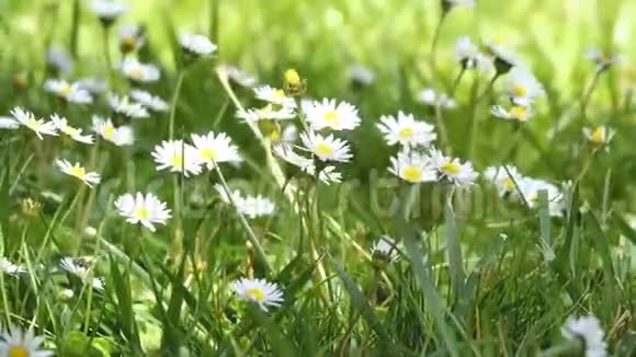 蜜蜂在公园里的白色雏菊花上飞翔春天来到了花绿野上视频的预览图