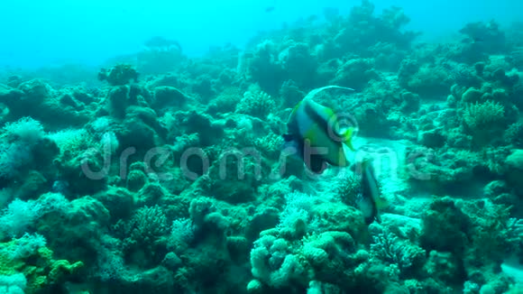 海中珊瑚礁的海景有热带鱼类和珊瑚视频的预览图