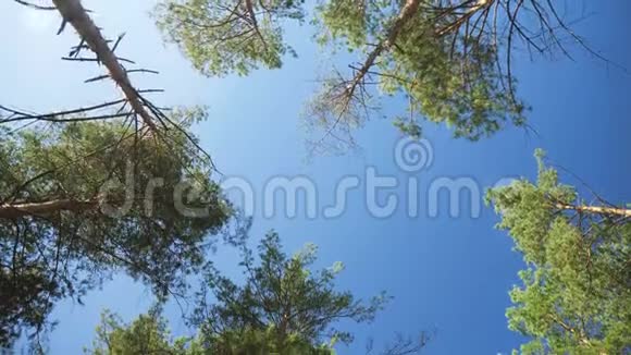 4k摄像机拍摄的画面在森林中的高杉树和尖杉树之间移动在树顶和蓝天上仰望视频的预览图
