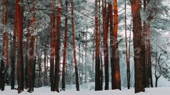 白色蓬松的雪落在森林里视频的预览图