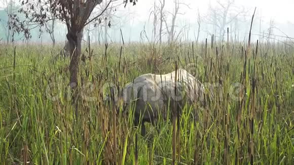 犀牛在尼泊尔高大的草原上觅食视频的预览图