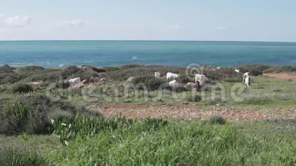 山羊走在海边视频的预览图