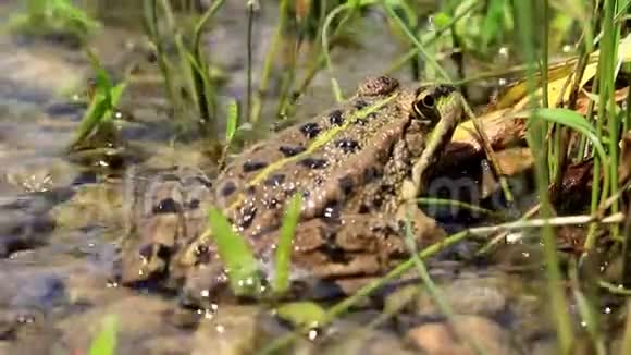 河水的波涛给青蛙洗澡视频的预览图
