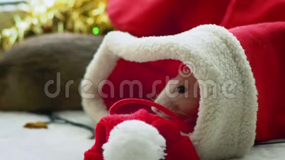 圣诞袜子里的白鼠视频的预览图