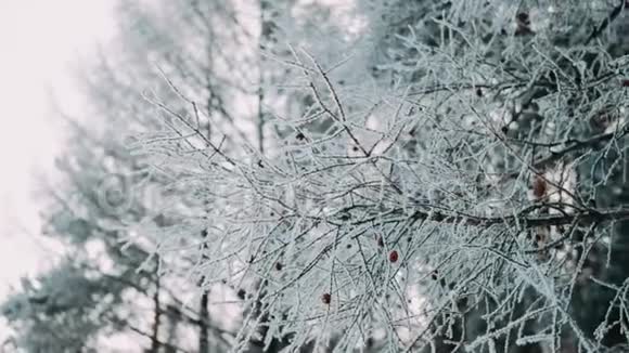 白色蓬松的雪落在森林里视频的预览图