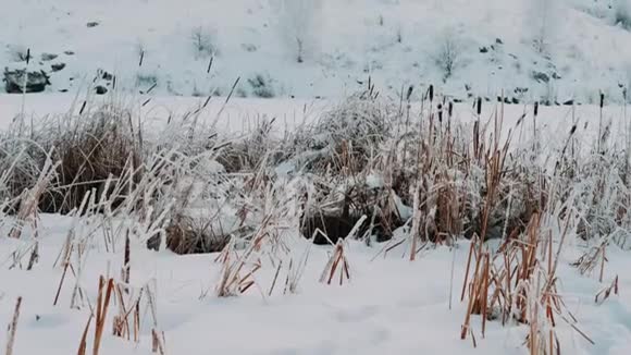 在寒冷的冬天的早晨芦苇在微风中摇曳在微风中摇曳冰霜的芦苇视频的预览图