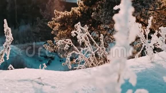 干燥的冻结的树枝冬天的白天雪中的阳光阳光照耀着美丽的风景视频的预览图