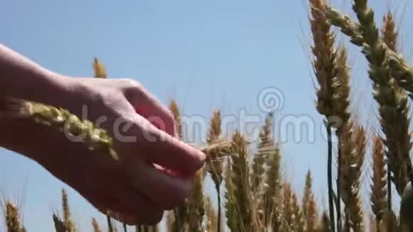 农业或农学家在收割时检查小麦视频的预览图