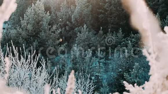 白色蓬松的雪落在森林里视频的预览图