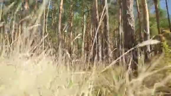 从动物的角度看4k视频飞行或穿过草地倒下的原木和高树之间视频的预览图